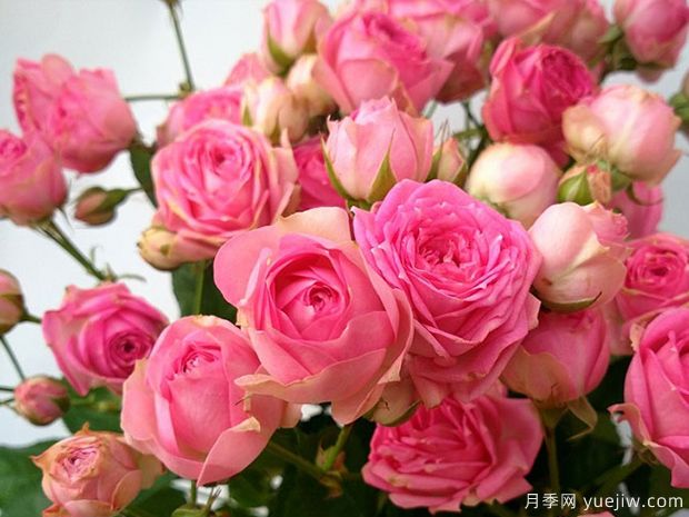 超感月季/粉多头月季(图2)