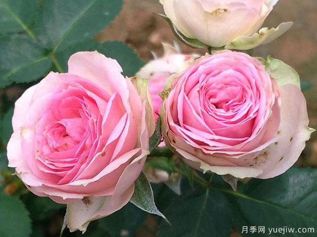 超感月季/粉多头月季(图3)