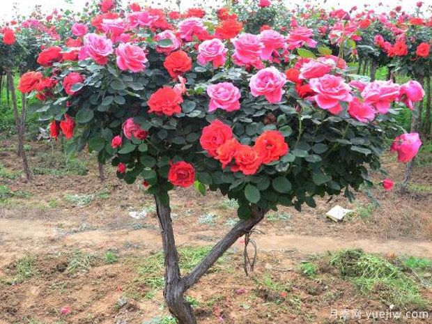 月季烂根怎么办 补救方法有哪些(图1) 月季烂根怎么办 补救方法有哪些(图1)