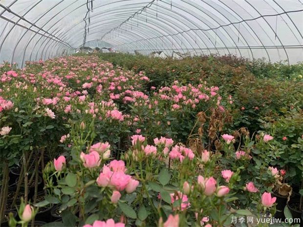 月季花叶子发黄的原因以及处理方法(图1) 月季花叶子发黄的原因以及处理方法(图1)