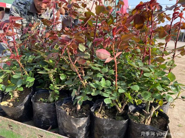 月季换盆后黑杆或烂根怎么办(图1) 月季换盆后黑杆或烂根怎么办(图1)