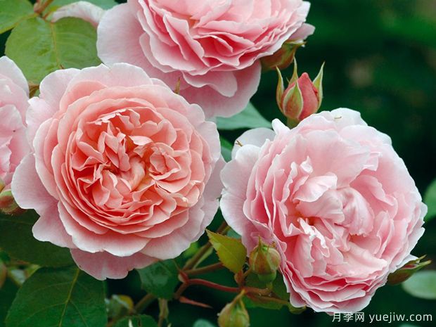 养殖月季花用什么土 月季养殖有什么注意事项(图1) 养殖月季花用什么土 月季养殖有什么注意事项(图1)