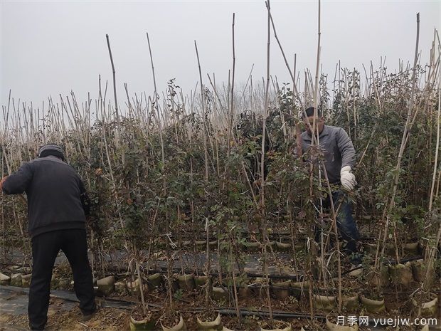 1.5米欧月藤本月季销往杭州金华(图2)