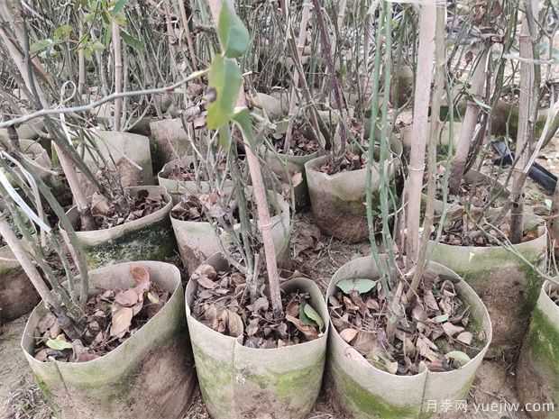 1.5米欧月藤本月季销往杭州金华(图3)