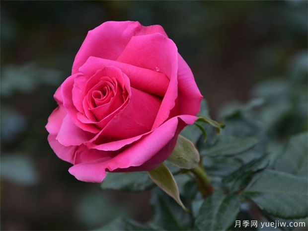 月季枯萎了怎么救活(图1) 月季枯萎了怎么救活(图1)