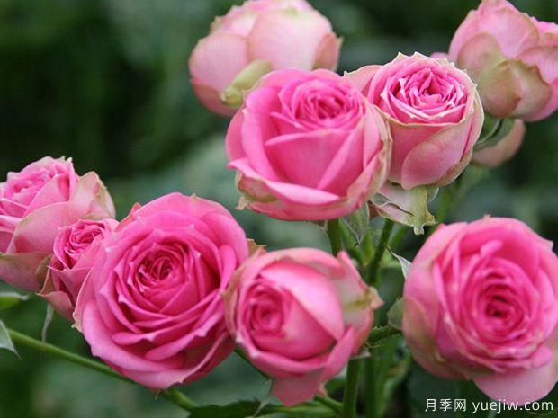 月季常见虫害的防治常用药(图1) 月季常见虫害的防治常用药(图1)