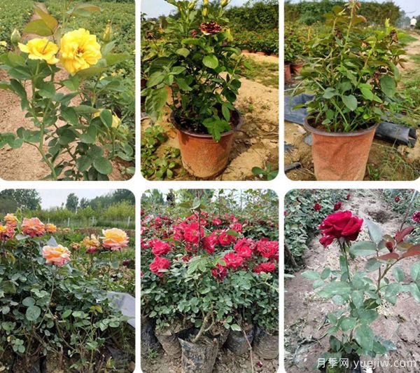 月季花应该如何养殖栽培(图1) 月季花应该如何养殖栽培(图1)
