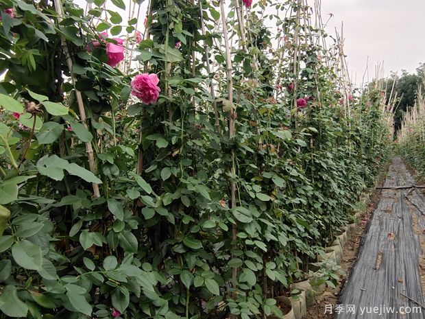 藤本月季的种植和养殖方法(图1) 藤本月季的种植和养殖方法(图1)