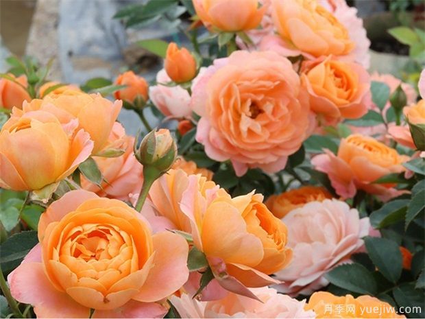 哪种月季花蕞漂亮?蕞爱的月季推荐(图1) 哪种月季花最漂亮?最爱的月季推荐(图1)