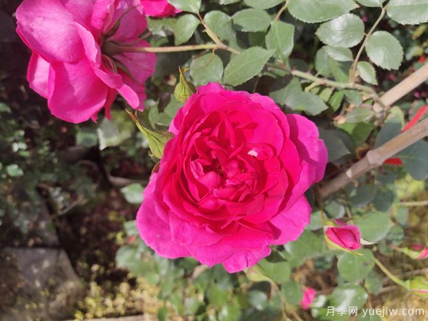 藤本系列的月季,有哪些经典品种的推荐(图1) 藤本系列的月季,有哪些经典品种的推荐(图1)