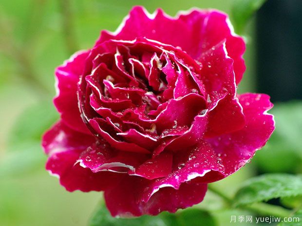 广东紫袍玉带月季会开花吗?(图1) 广东紫袍玉带月季会开花吗?(图1)