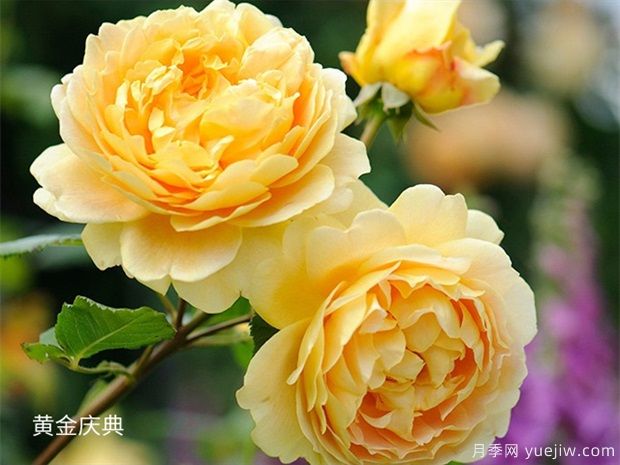 黄色系藤本月季品种，这5款的知名度***高(图1)