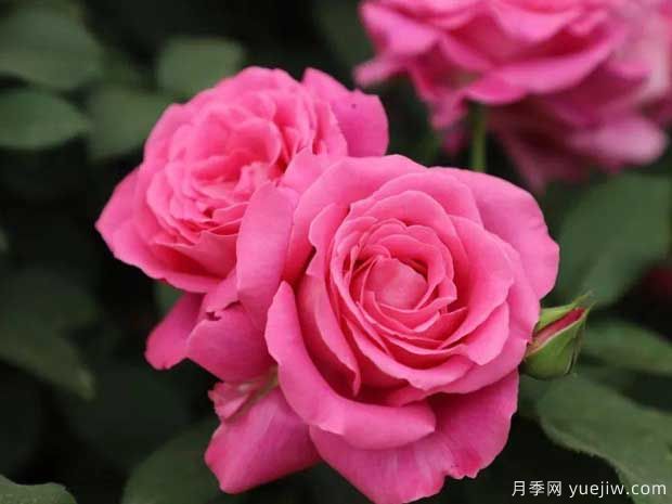 天路月季(俞红强)(图1)