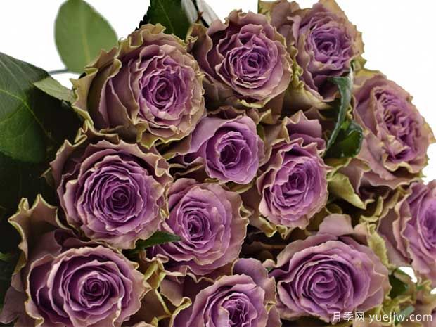 特洛伊月季/42号公路月季(图3)