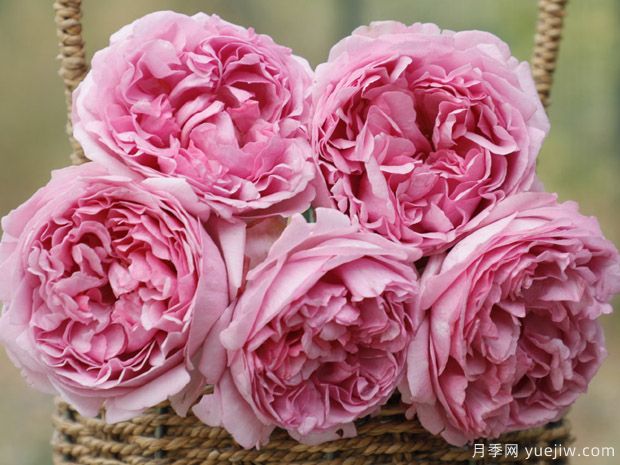 伊芙光月季(图2)