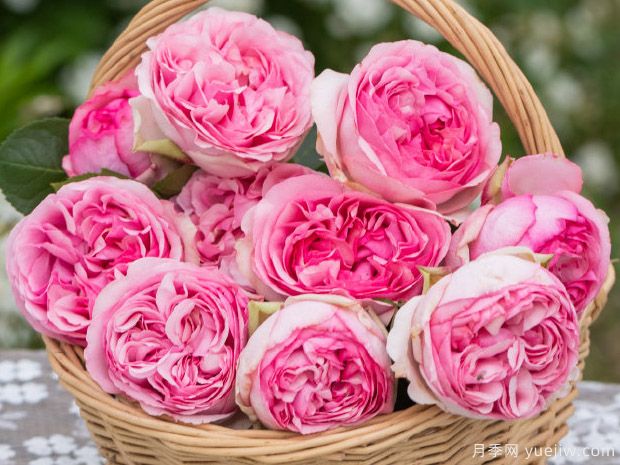 伊芙光月季(图3)