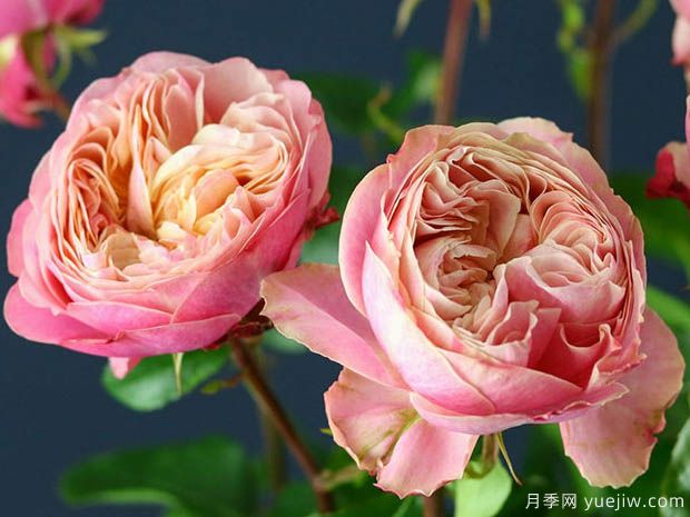 维多利亚经典月季(图1)