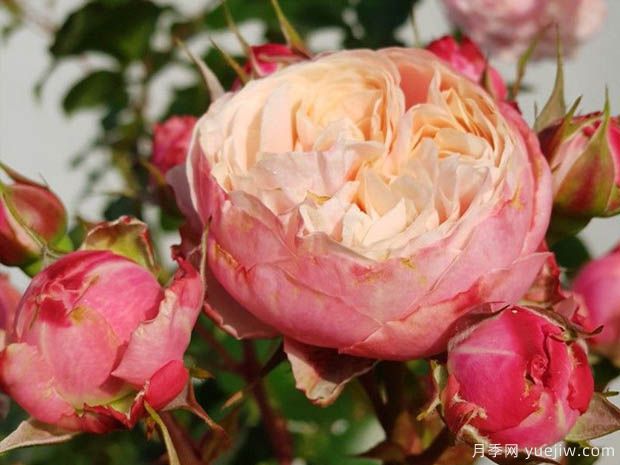 维多利亚经典月季(图2)