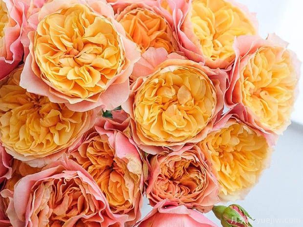 肯辛顿公园月季(图1) 肯辛顿公园月季(图2)