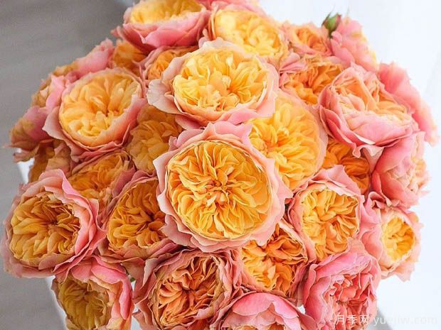 肯辛顿公园月季(图2) 肯辛顿公园月季(图3)