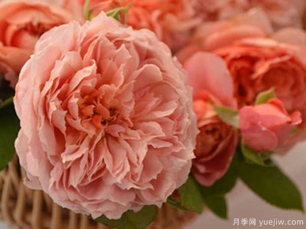 煎饼磨坊月季/加莱特磨坊月季(图1)