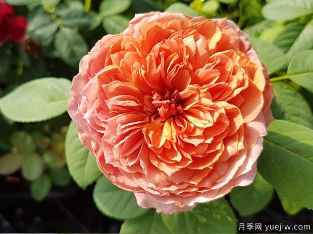 煎饼磨坊月季/加莱特磨坊月季(图2)