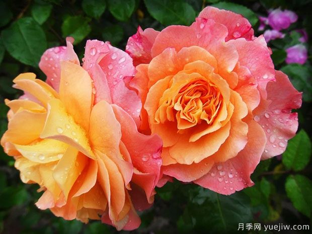 南阳方城:月季产业,绿色发展引领生态之基(图1) 南阳方城:月季产业,绿色发展引领生态之基(图1)