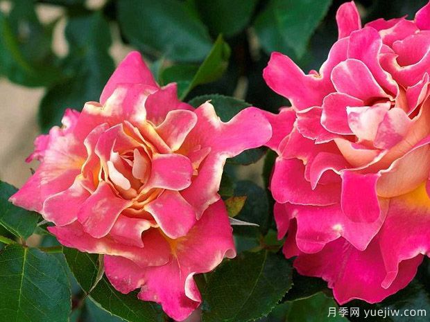 褶边粉色夫人月季/粉夫人波浪(图1)