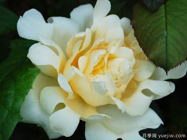 女王波浪月季/女王褶边月季(图1)