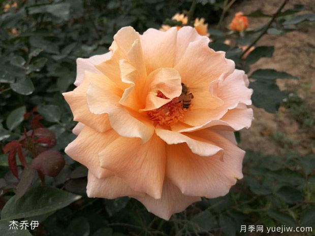 波浪边月季浪漫漂亮,推荐6款波浪边月季品种(图3) 波浪边月季浪漫漂亮,推荐6款波浪边月季品种(图3)