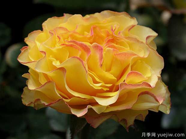 波浪边月季浪漫漂亮,推荐6款波浪边月季品种(图4) 波浪边月季浪漫漂亮,推荐6款波浪边月季品种(图4)