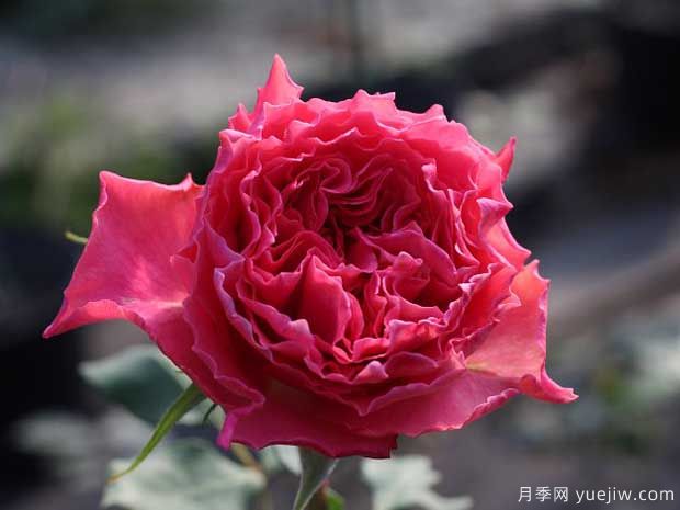 波浪边月季浪漫漂亮,推荐6款波浪边月季品种(图5) 波浪边月季浪漫漂亮,推荐6款波浪边月季品种(图5)