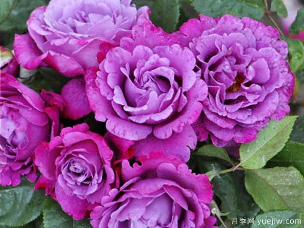 波浪边月季浪漫漂亮,推荐6款波浪边月季品种(图6) 波浪边月季浪漫漂亮,推荐6款波浪边月季品种(图6)