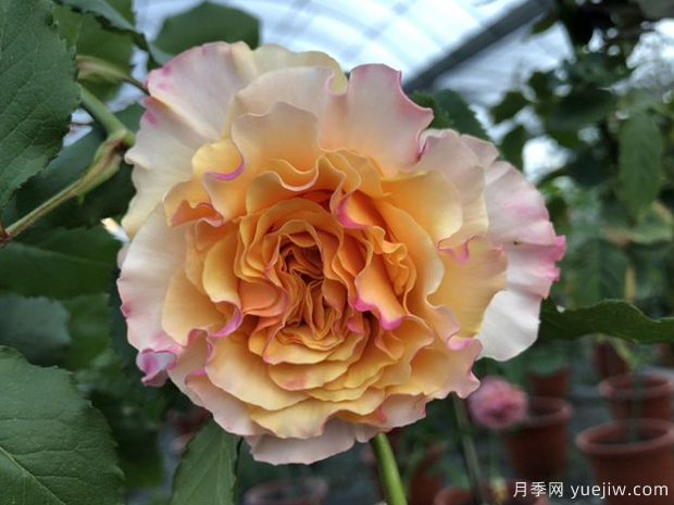 黄舞裙月季/黄色拉康帕内拉舞裙月季(图2)