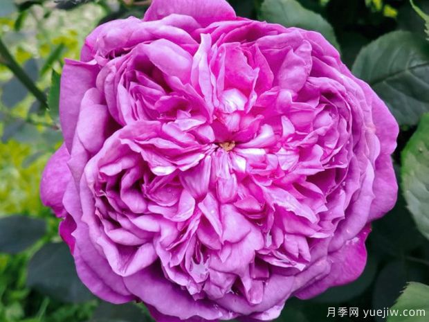 紫罗兰皇后月季/紫罗兰王后月季(图1) 紫罗兰皇后月季/雷内的紫罗兰(图1)