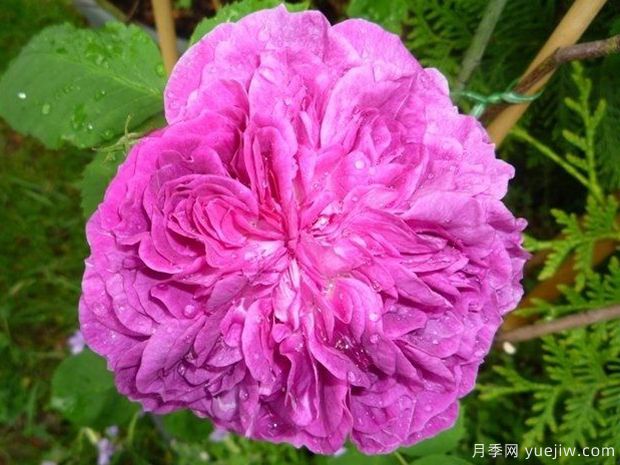 紫罗兰皇后月季/紫罗兰王后月季(图2) 紫罗兰皇后月季/雷内的紫罗兰(图2)