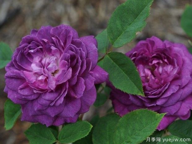 紫罗兰皇后月季/紫罗兰王后月季(图3) 紫罗兰皇后月季/雷内的紫罗兰(图3)