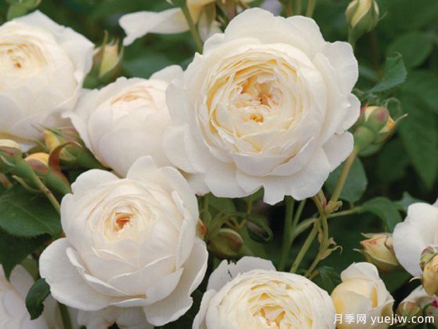 惊喜月季(日本)(图1)