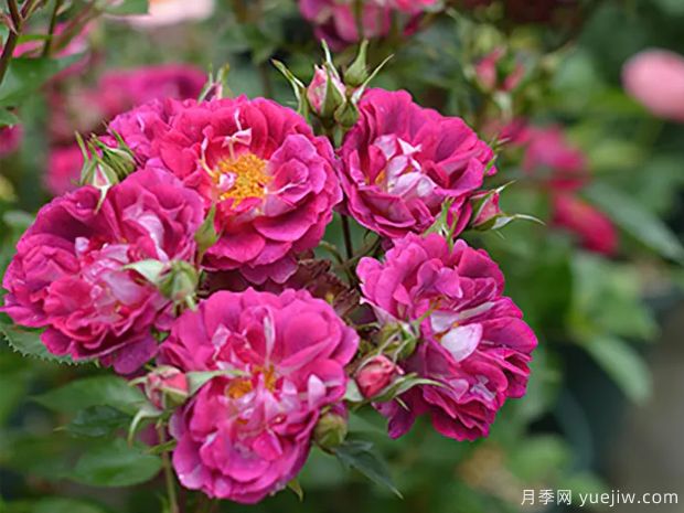 瓦莱塔月季(图1)