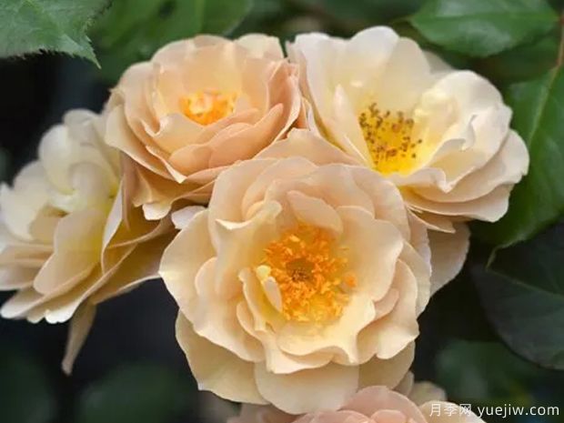 纺锤月季/胸针月季/拉布罗什月季(图1)