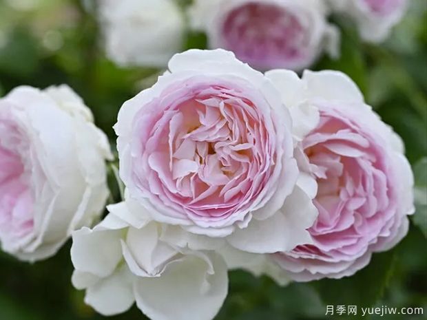 爱的颜色月季/爱之歌(图1)