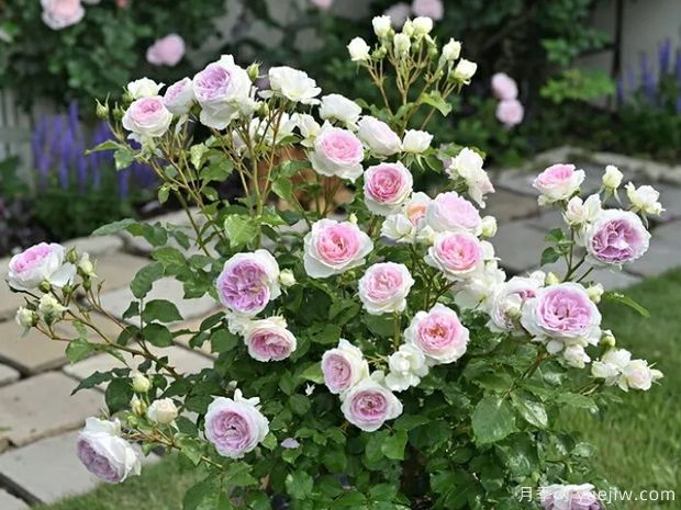 爱的颜色月季/爱之歌(图2)