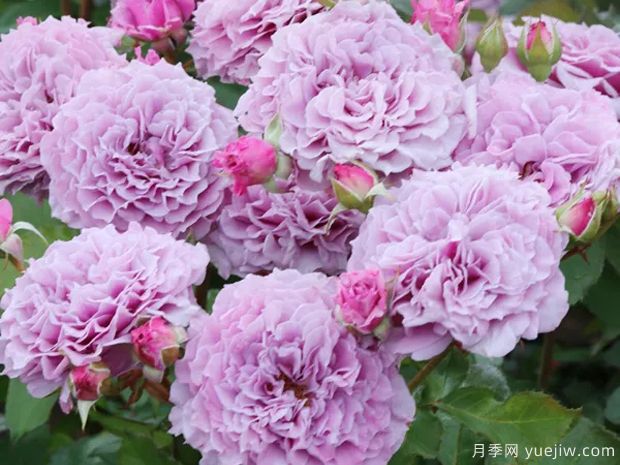 柯林克莱文月季(图1)