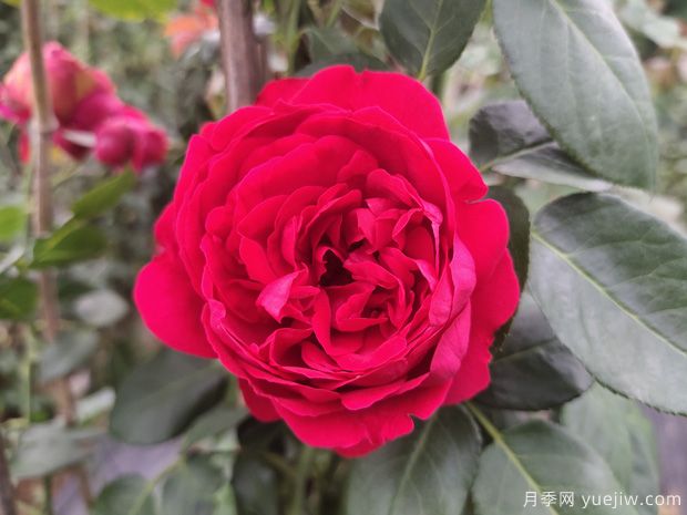 推荐5个抗病性强的藤本月季品种，新手轻松种植(图2)