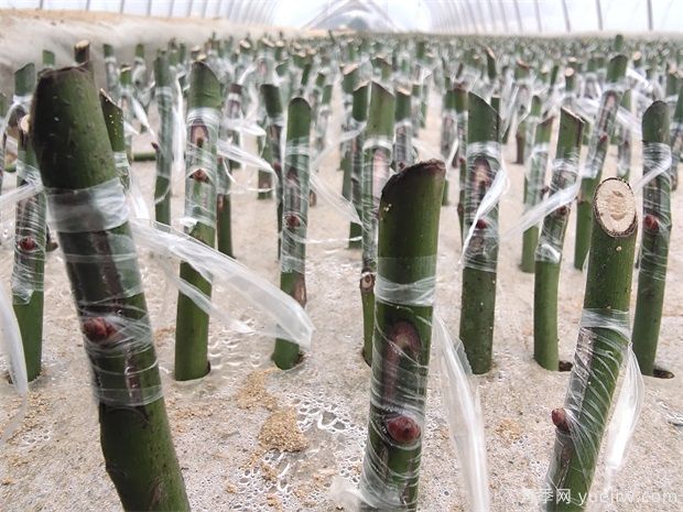 月季嫁接多久算成活？(图1)