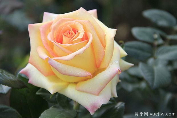 月季花的养殖方法和养护注意事项(图3)