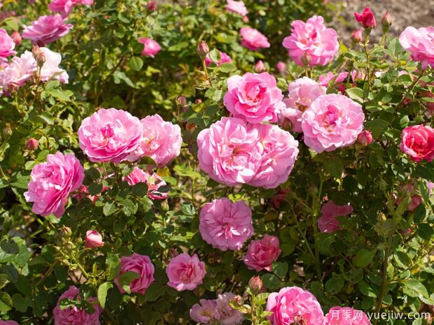 妙人奇遇月季(图2)