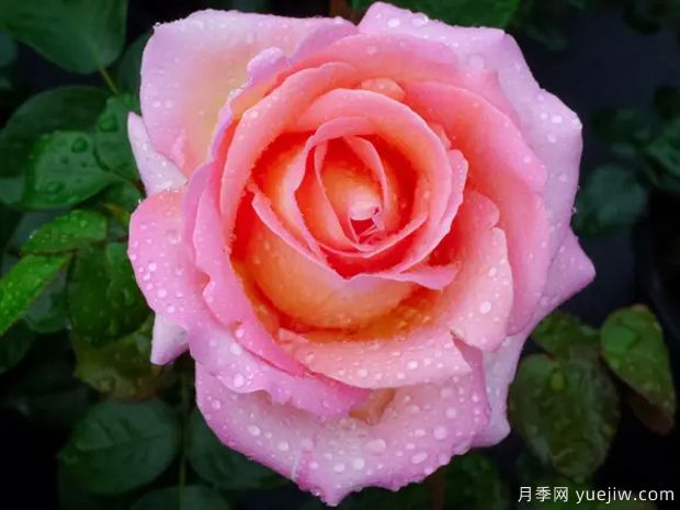 十大浓香月季排行榜，种一棵满室飘香(图2)