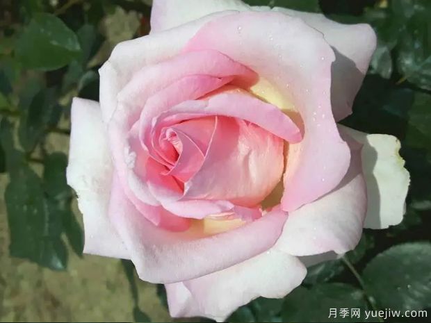 艾丽月季/爱丽/她(图4)