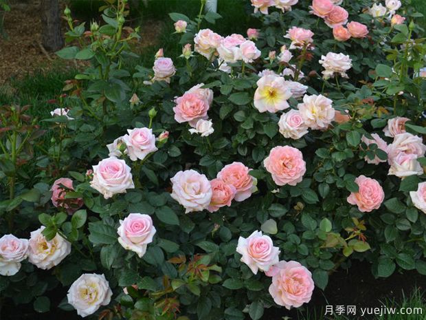 艾丽月季/爱丽/她(图3)